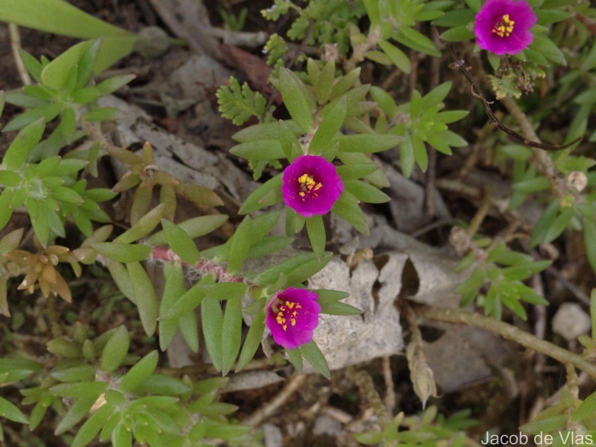 Portulaca pilosa L.